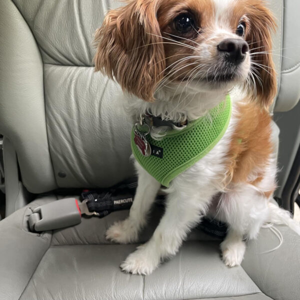 dog car seat belt