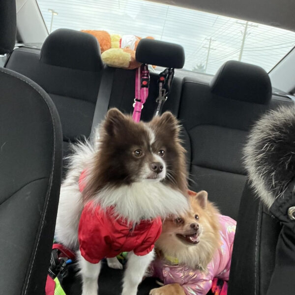 dog safety belt